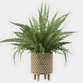 Plants collection fern